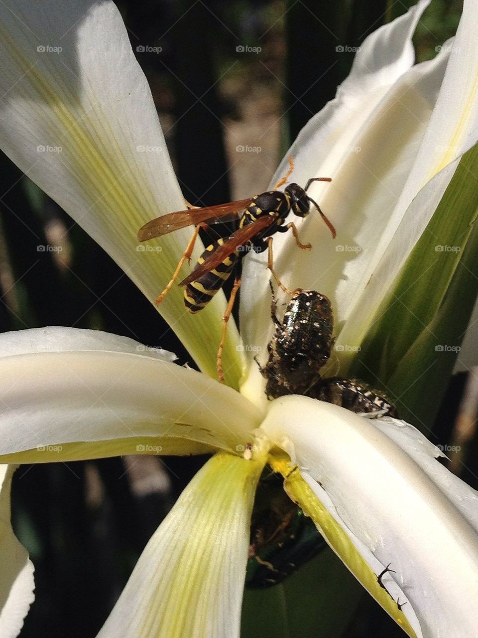 Wasp on iris