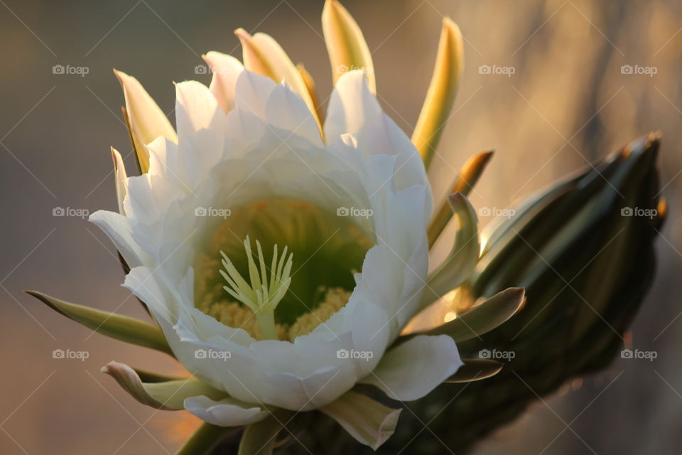 Cactus bloom