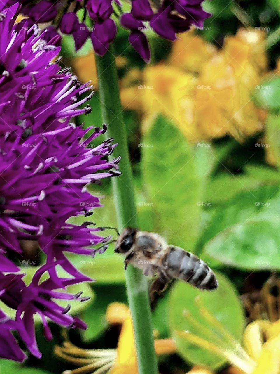 buzy bee approaching purple garlic flower