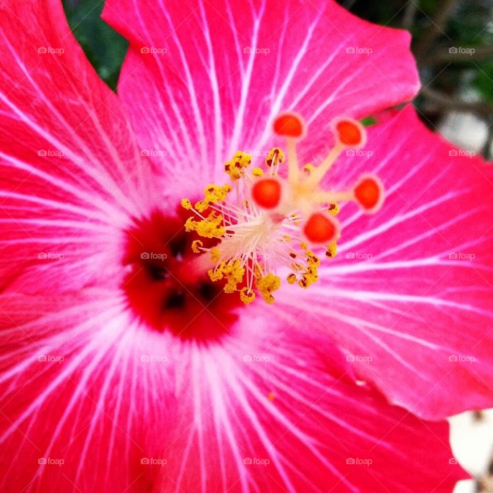 flower