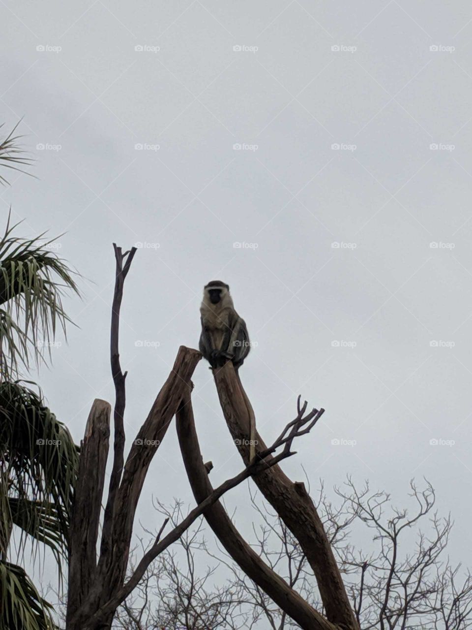 Monkey keeping lookout