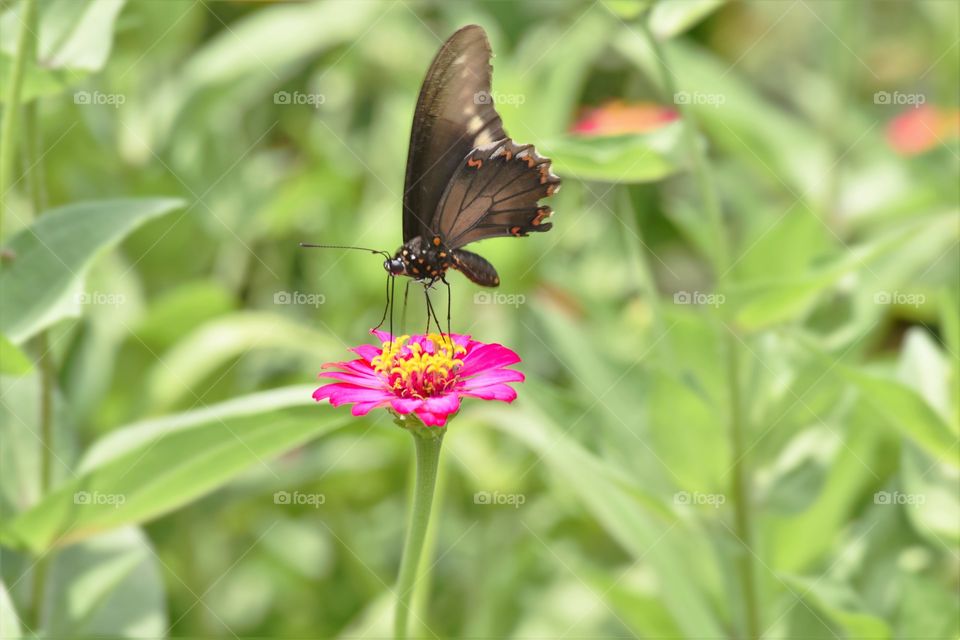 Butterfly on the flower/Borboleta na flor