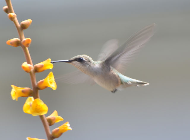 Hummingbird enjoying nectar