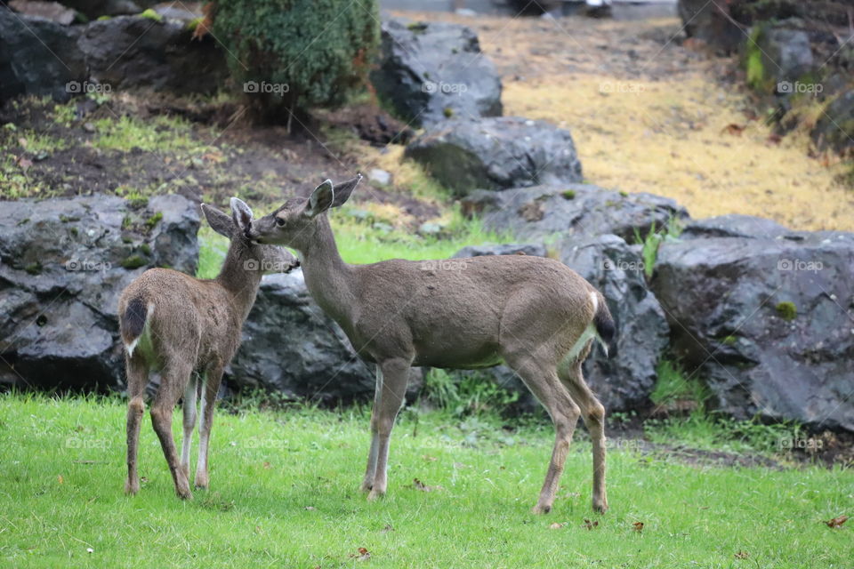 Deer talking to fawn on a green grass