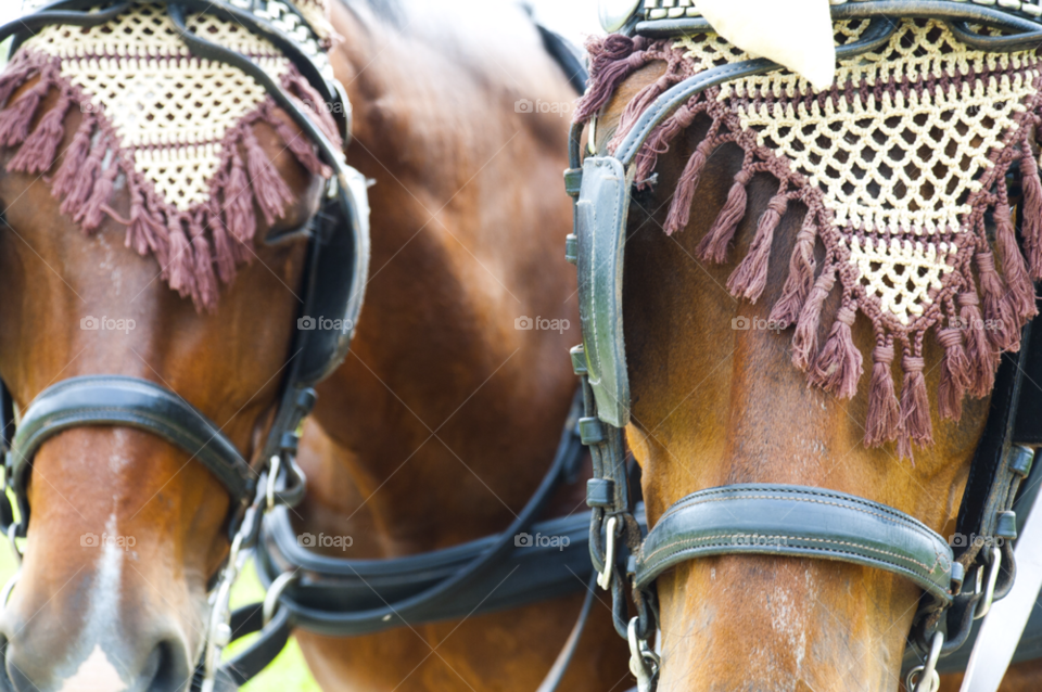 horses animal brown horse by IndianPink