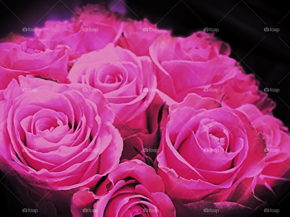 Pink roses