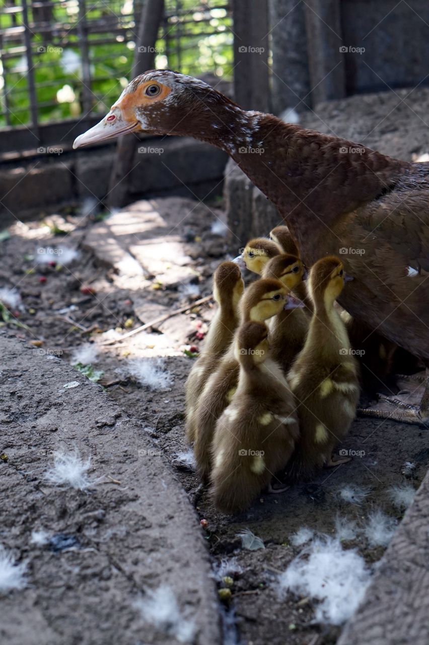 Goose family 