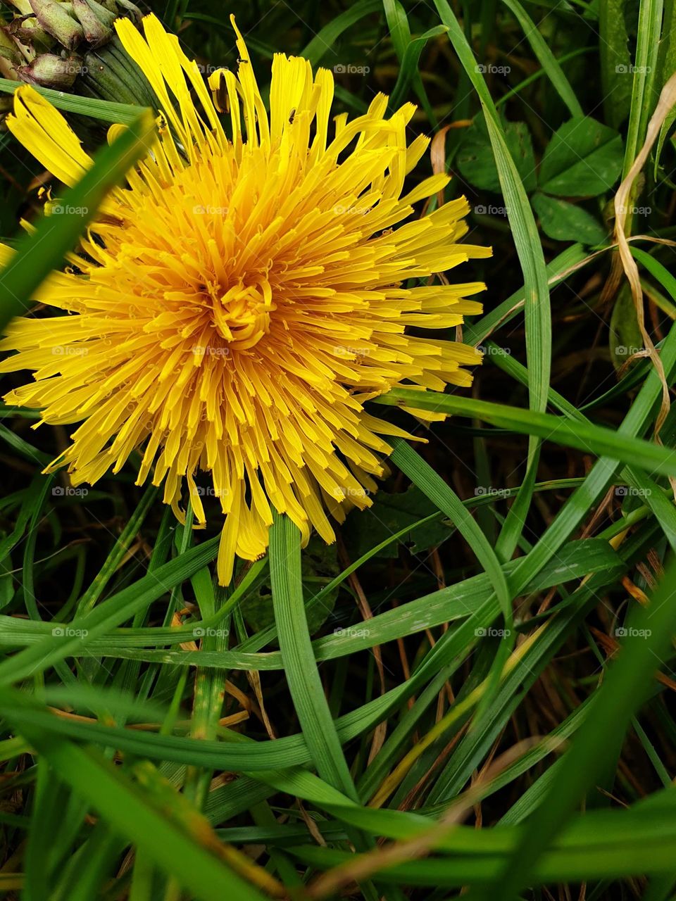 dandelion shines bright
