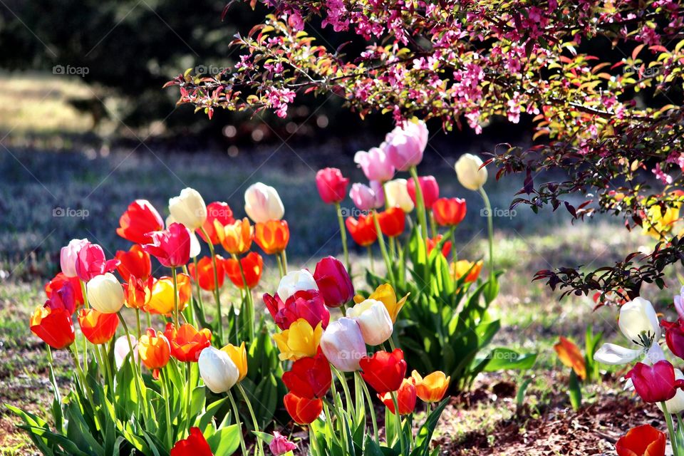 Tulips and Redbud Tree