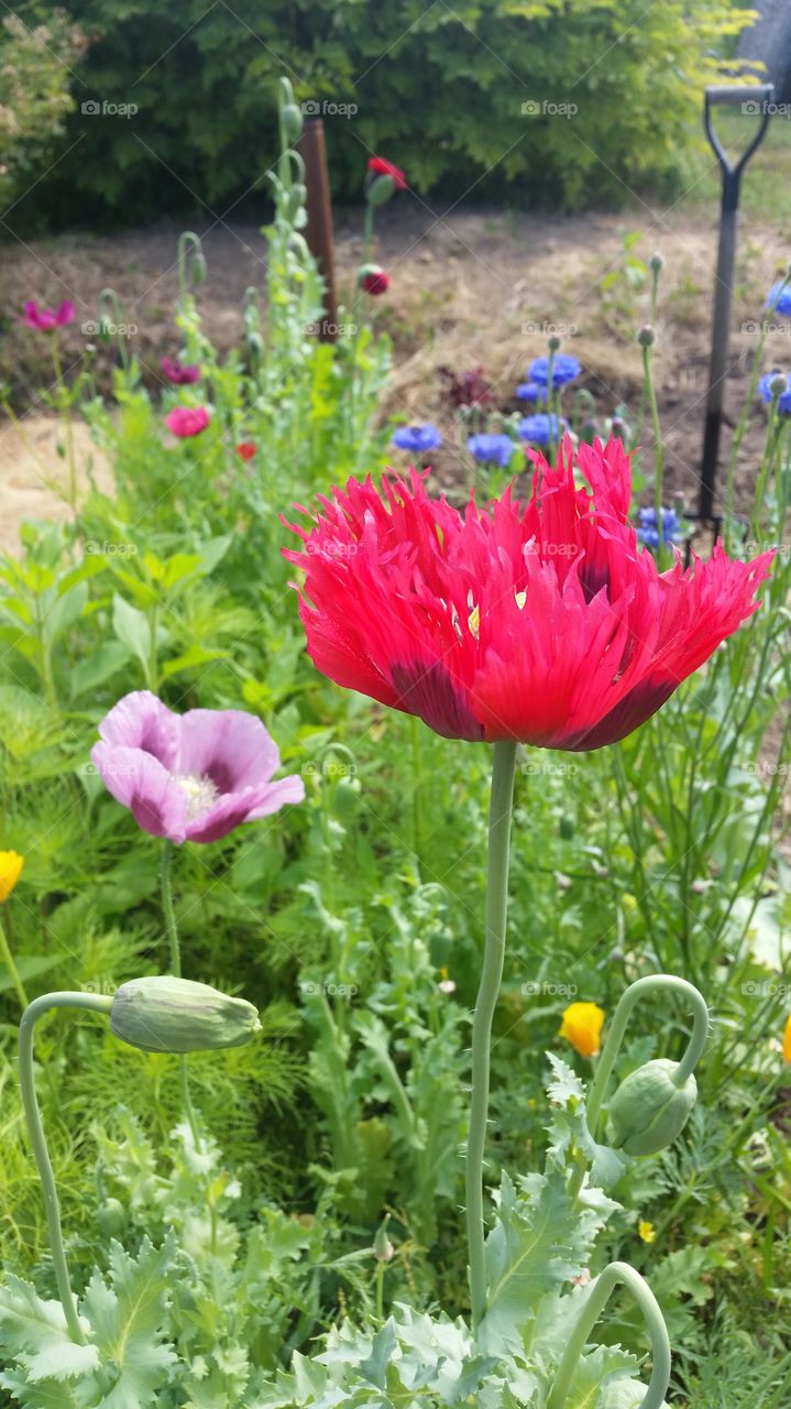 Poppies i the garden