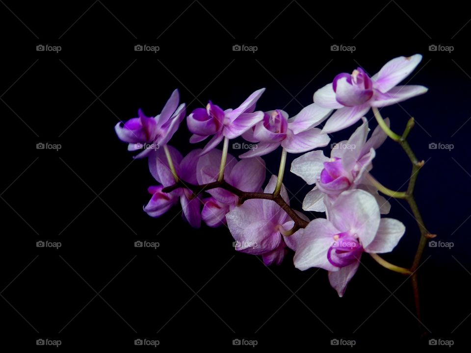 Triangular orchid arrangement 