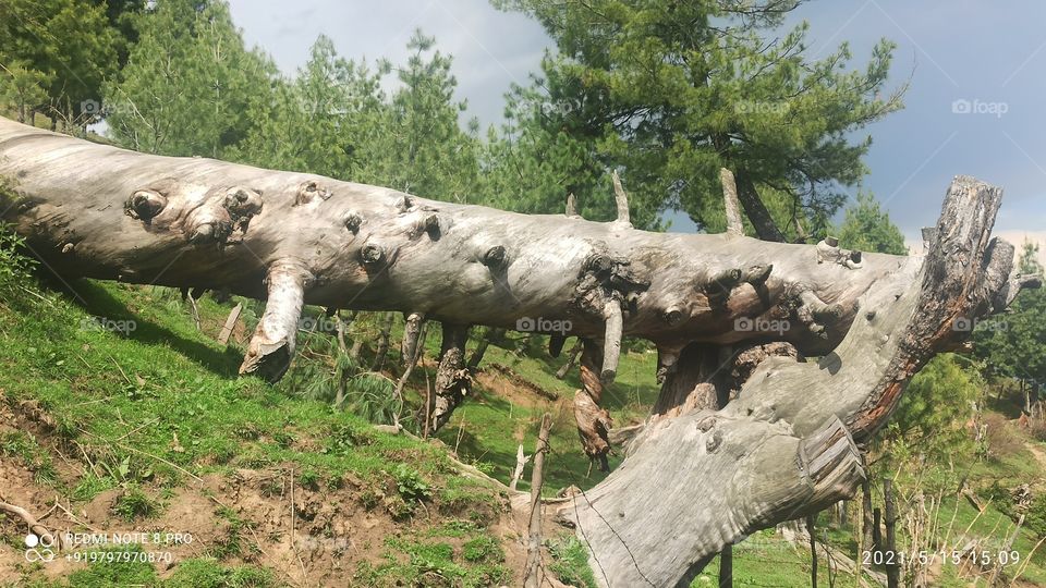 Beatiful picture of rotten Pine tree fallen  due to recent wind storm in Forests  of  Shopian on Mughal Road on Shopian side in Kashmir valley....