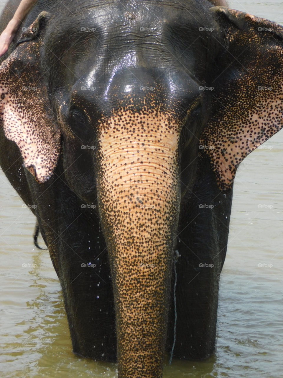 Asian elephant bathing