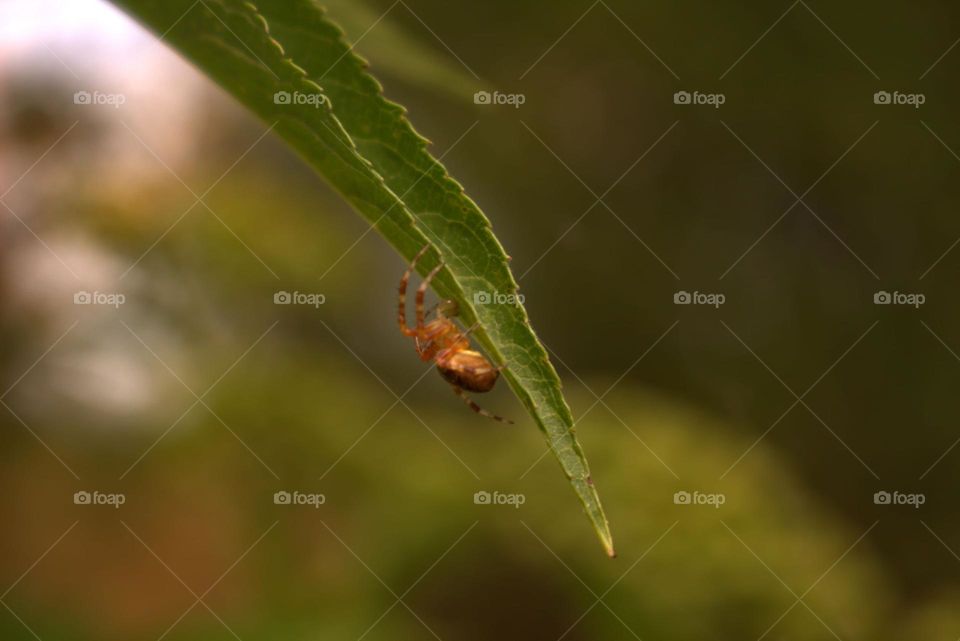 Araneus Diadematus waiting under a leaf for its web to catch any unfortunate insect.