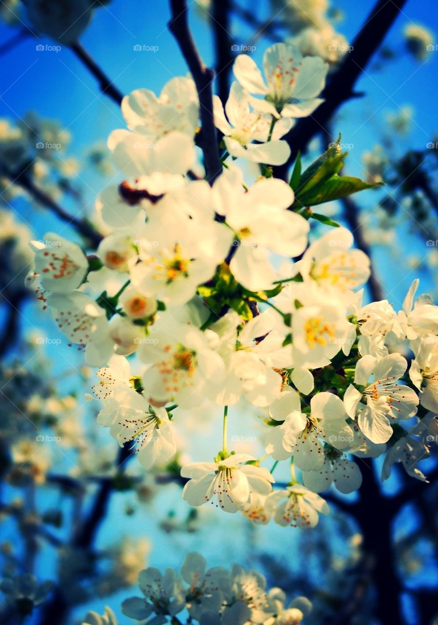 White flowers