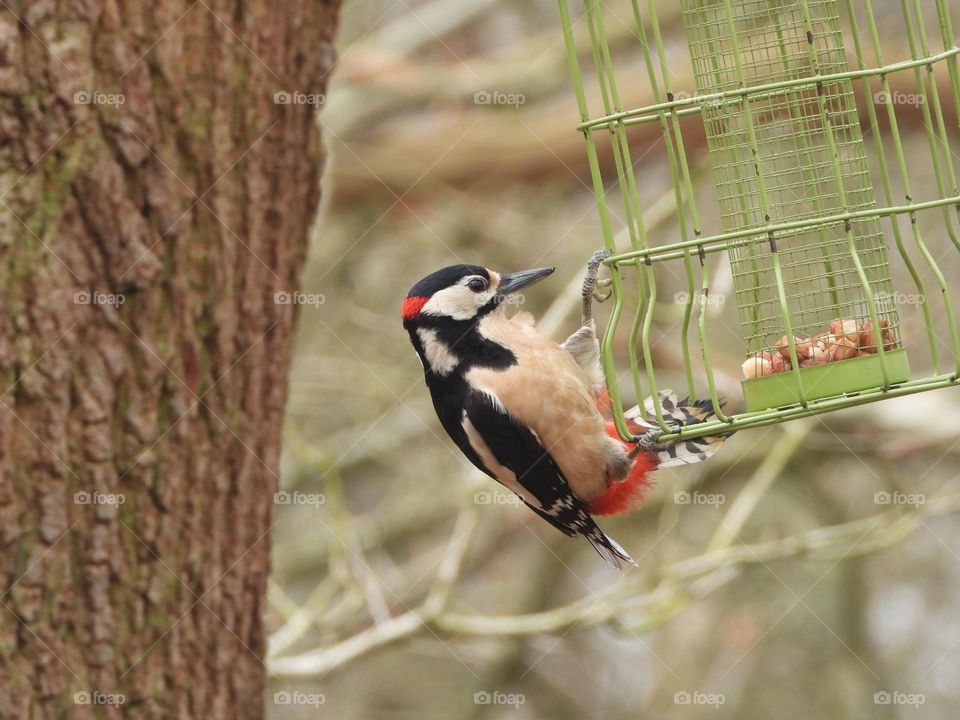 A male woodpecker on a tree