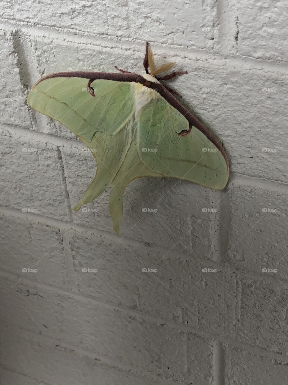 Big fuzzy green moth unusual 