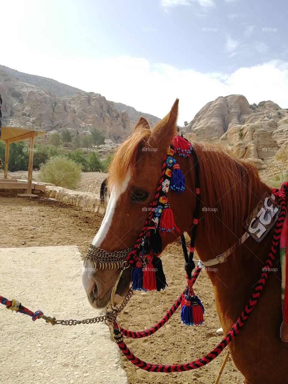 arabian horse