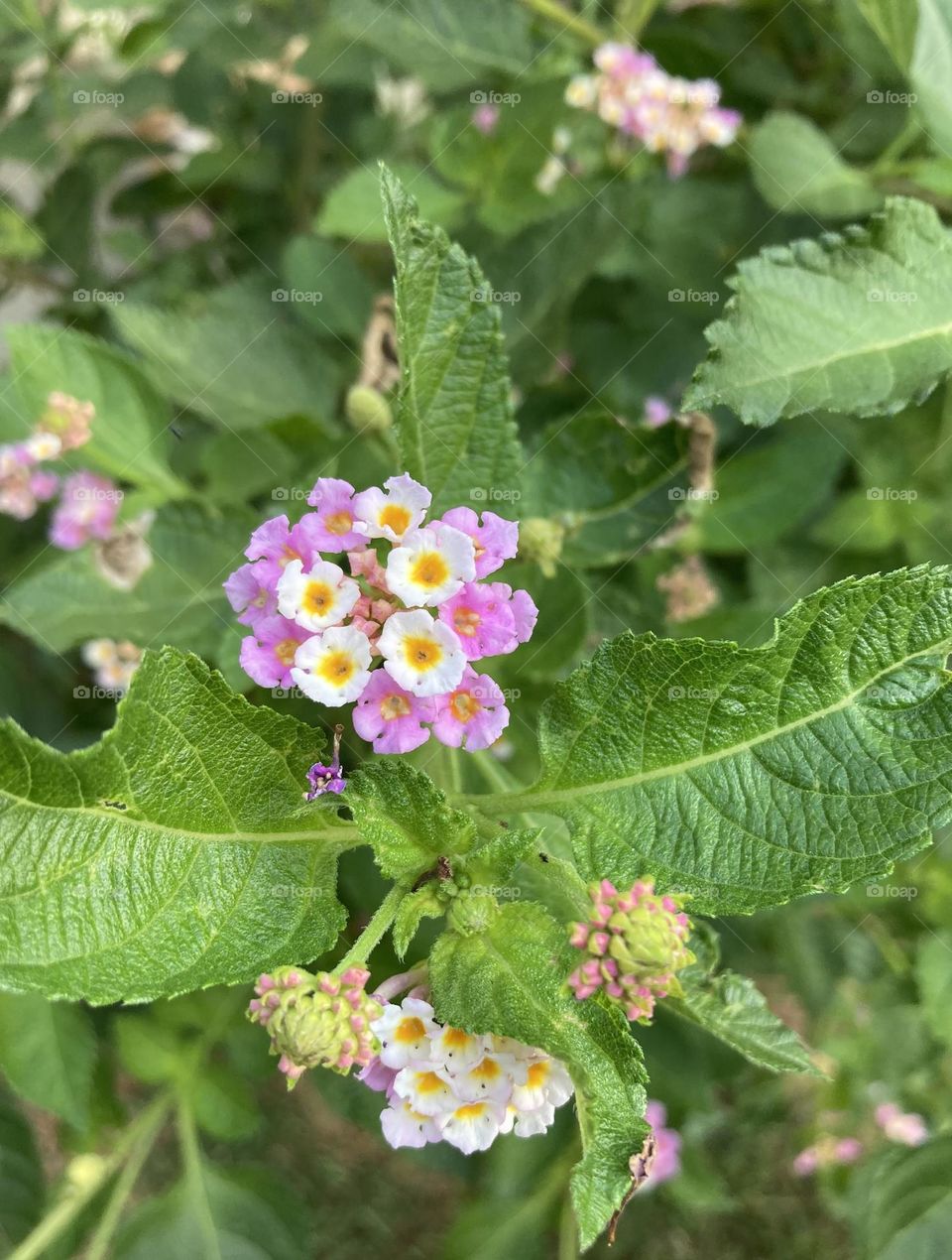 🌹 🇺🇸 Very beautiful flowers to brighten our day.  Live nature and its beauty. Did you like the delicate petals? / 🇧🇷 Flores muito bonitas para alegrar nosso dia. Viva a natureza e sua beleza. Gostaram das pétalas delicadas? 