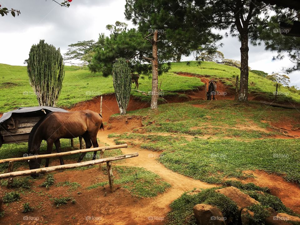 Horses grazing 