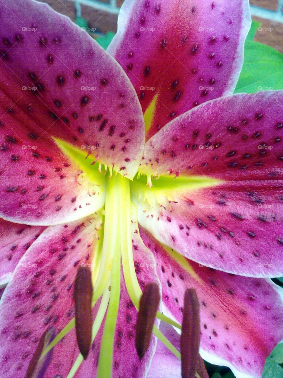 Close-up of Beautiful Flower