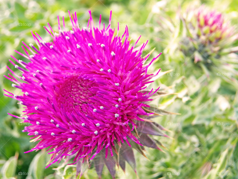 Large open thistle focused on foreground close up - image focus technique