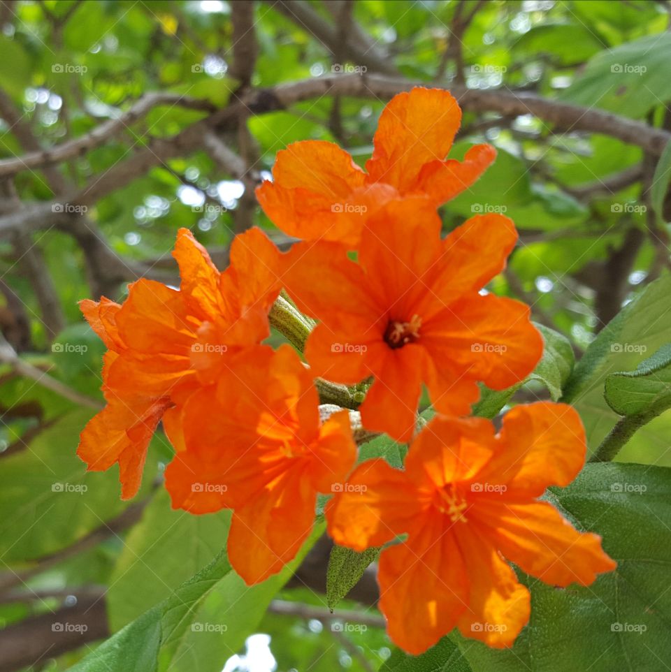 ดอกไม้สีส้ม
