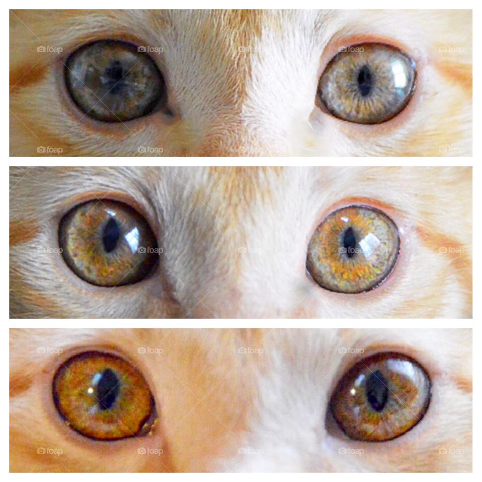 Aging cats eye 