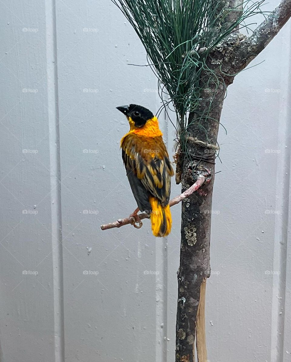 African finch at work 