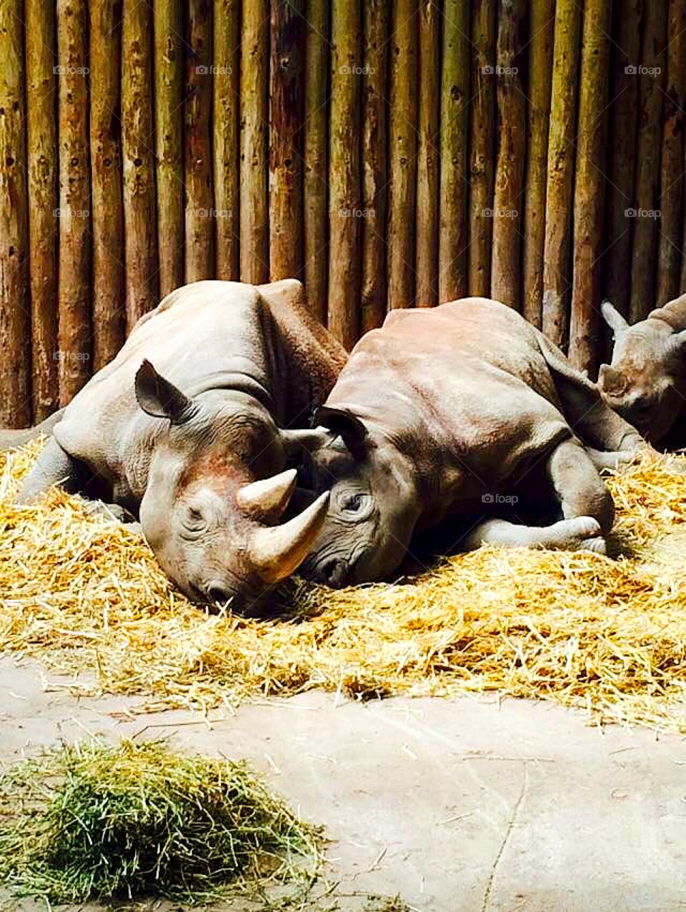Just a couple of rhinos having a rest. 