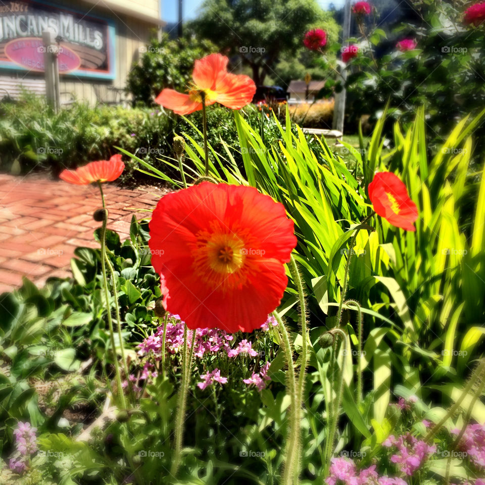 Iceland Poppies 