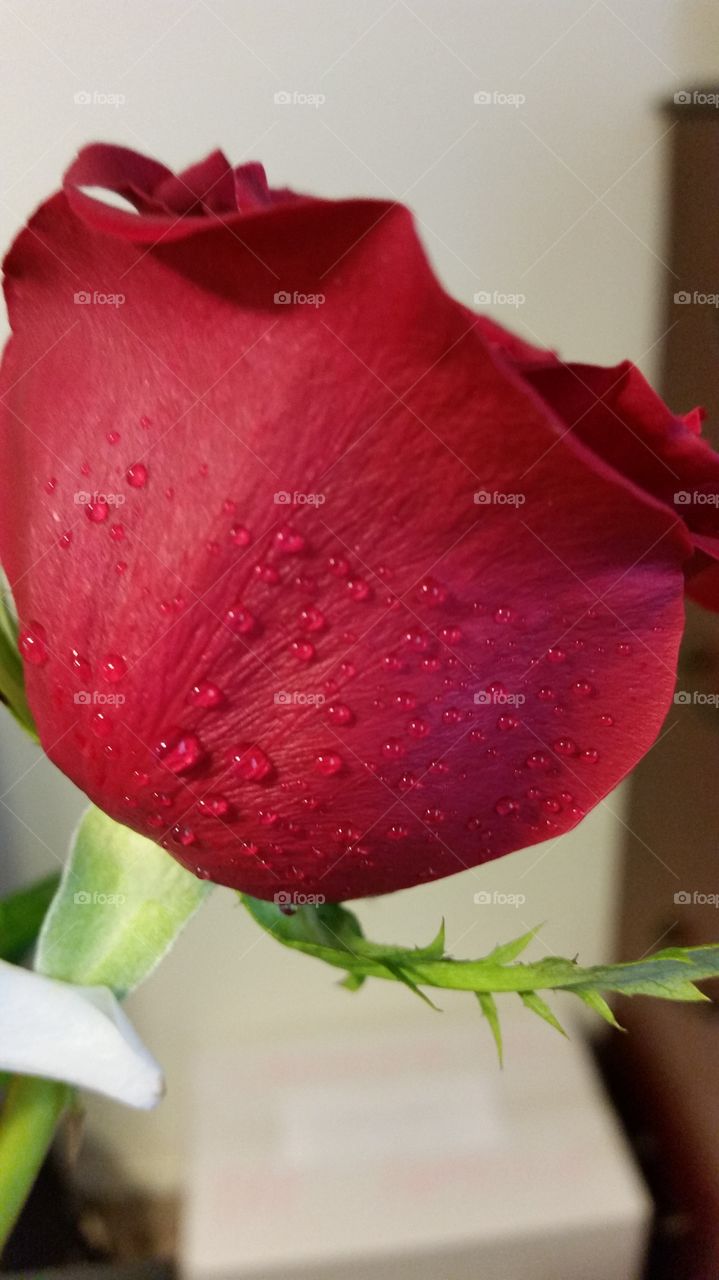 Red Rosebud with water droplets