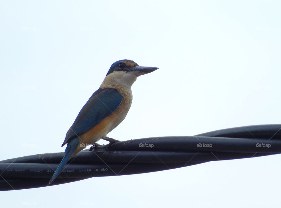 Sacred kingfisher. Early morning to the top day for hottie weather, the bird's shown its interest for the side of road way , few metres from the lined mangrove , estuarya river of kind habitat . Solitery, but sometime partner going to the nearly of.