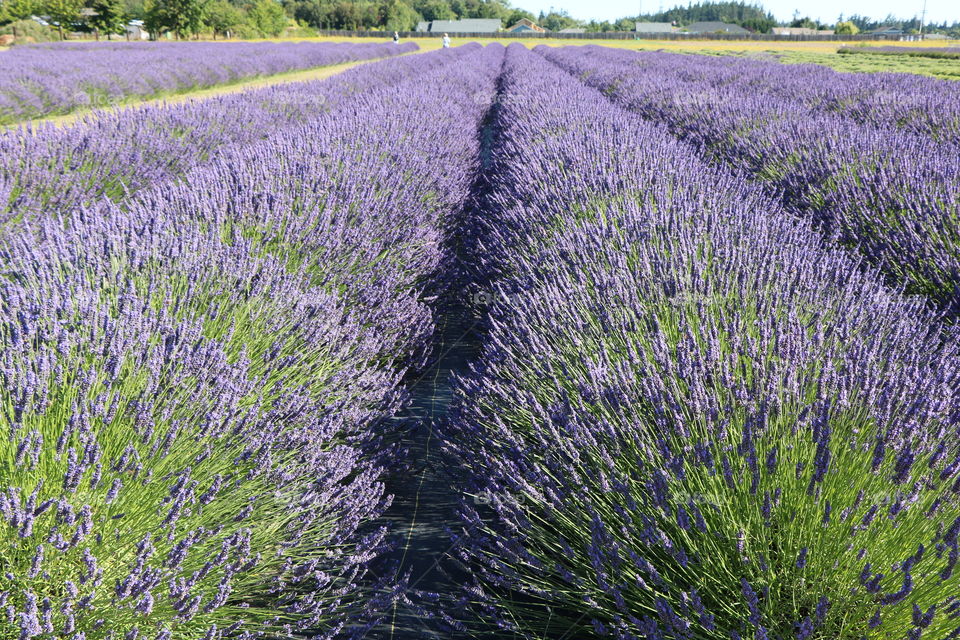 Lavender field