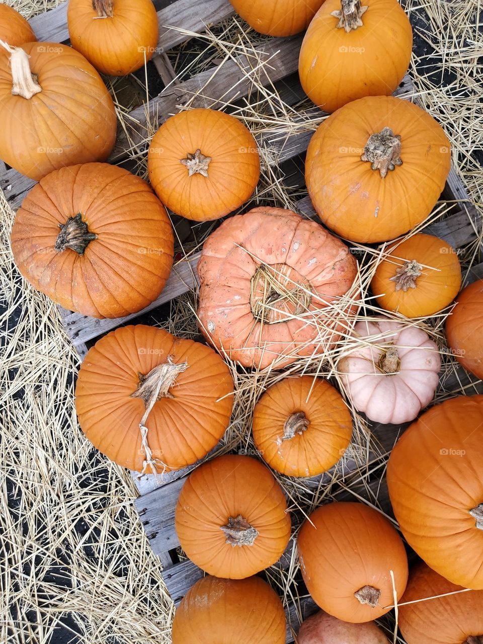 Pumpkins of all shapes, sizes and colors!