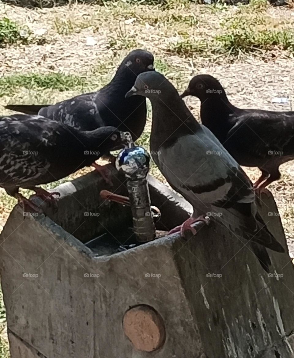 A beautiful creation of nature