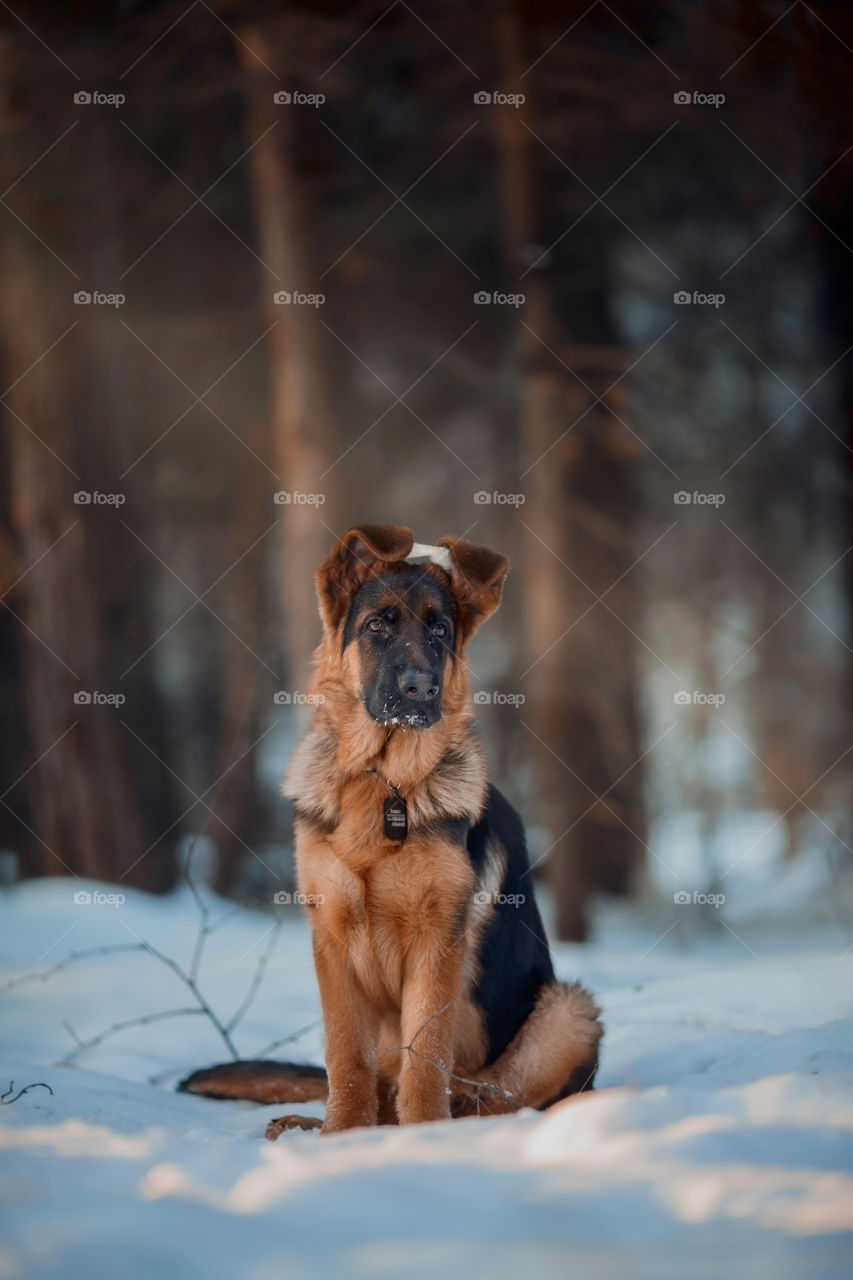 	Red cute german shepherd 5-th months puppy portrait at snow at the winter