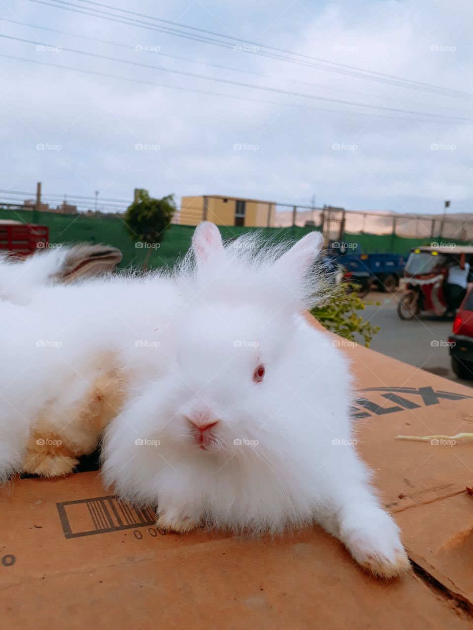 una linda mascota para regalo. conejo peruana