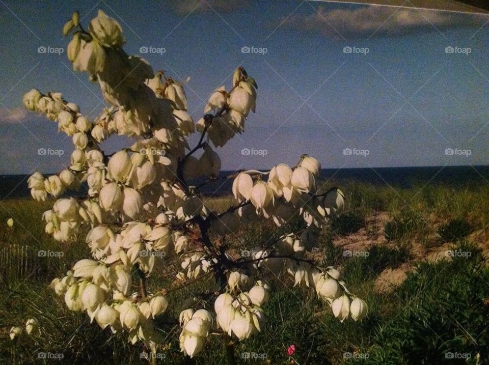 White beach flowers