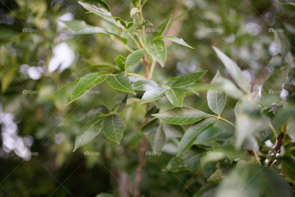 tree leaves