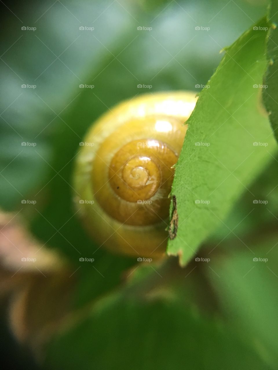 Yellow snail