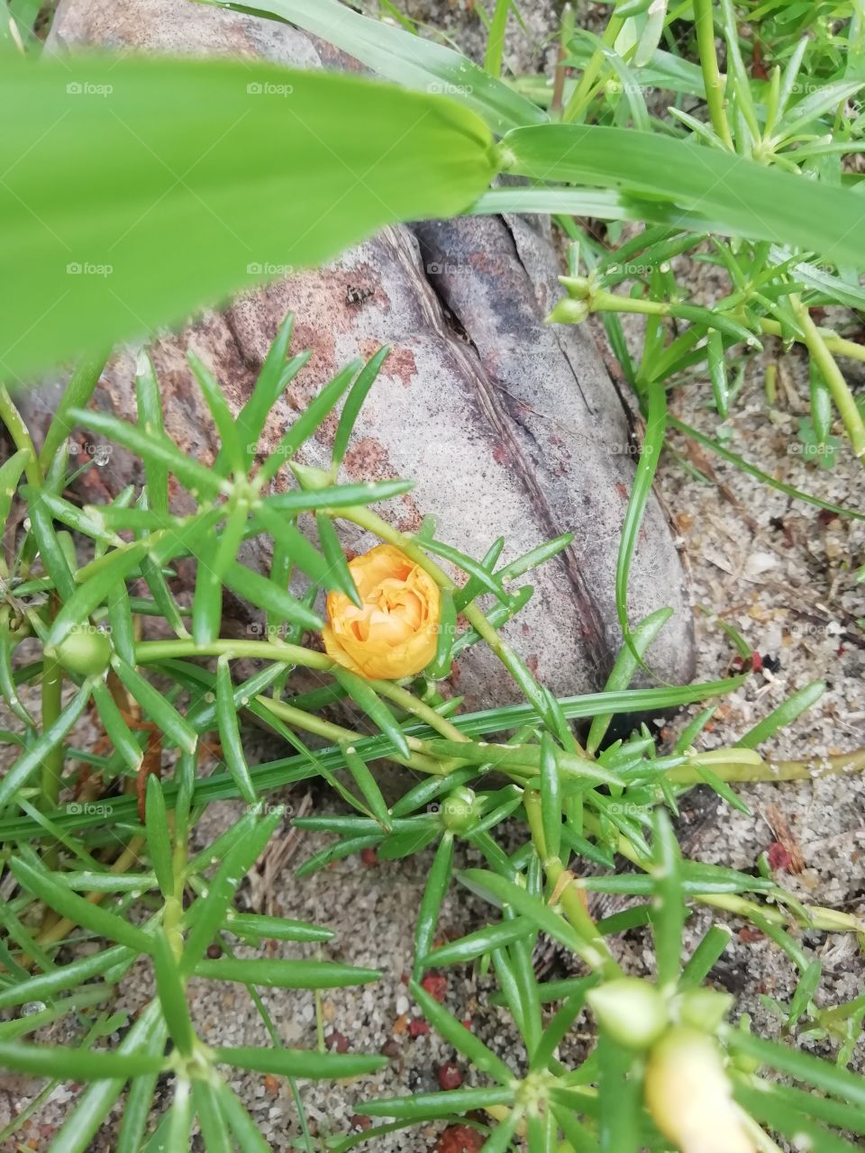 Yellow is mellow... Little cutie