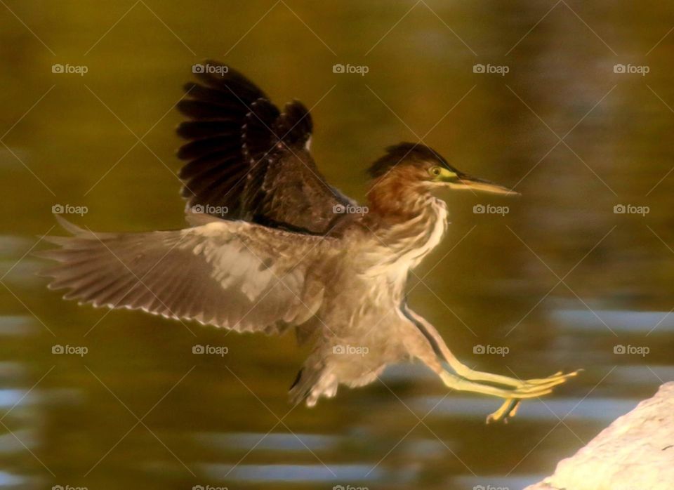 Green Heron Landing on Rock