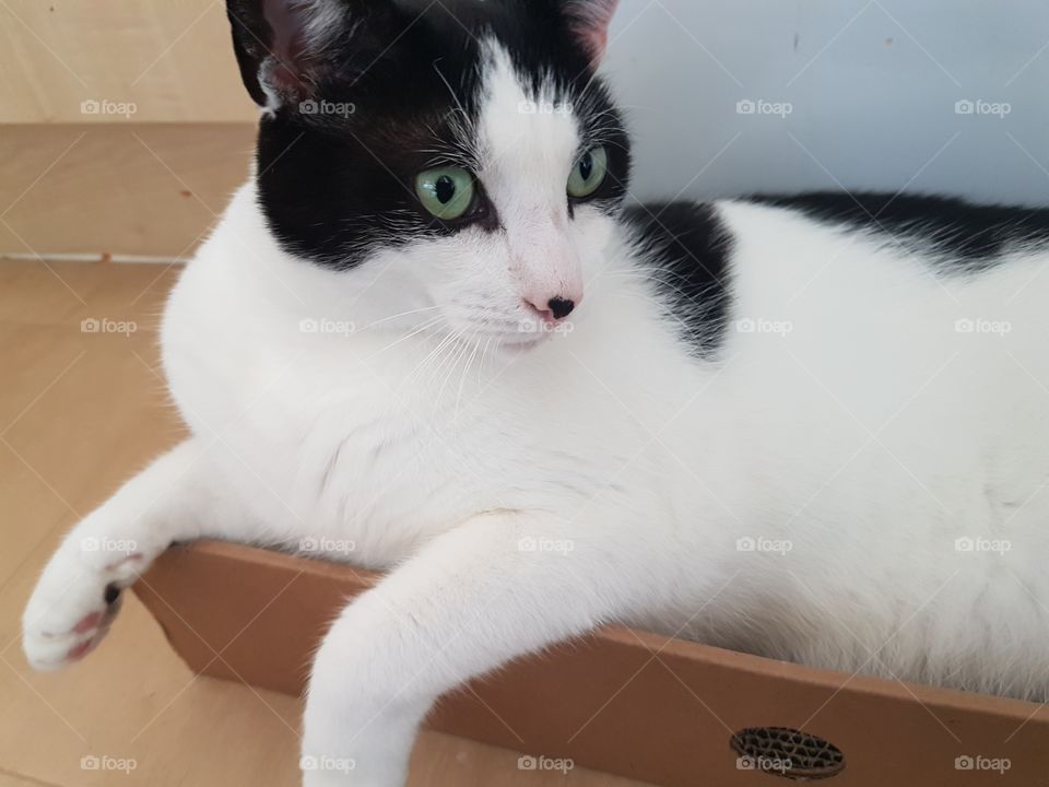 Charlie cat my cat!!