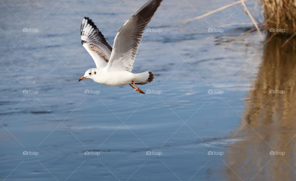 seagull