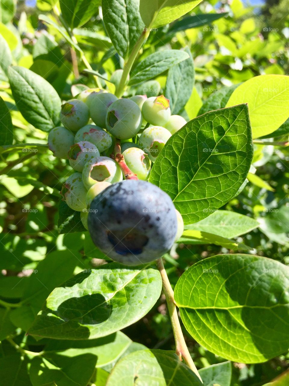 Blueberries are almost ready for picking 