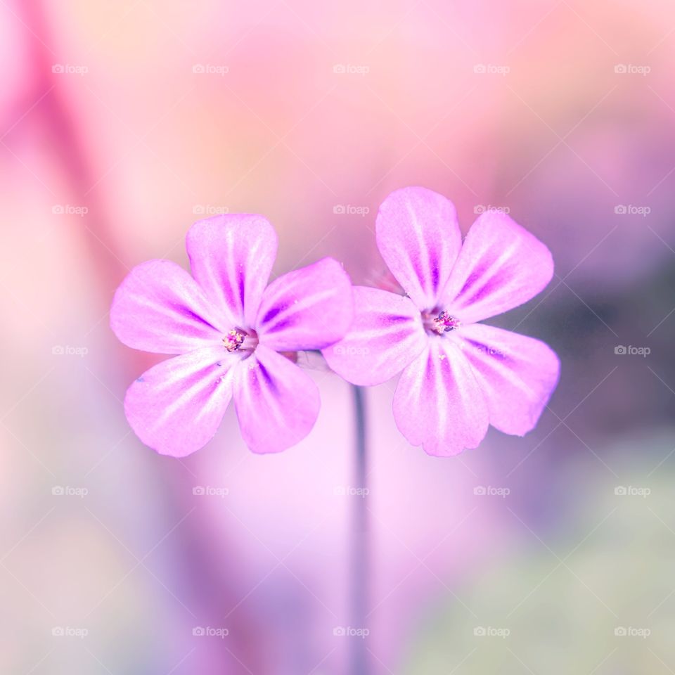 Wildflowers in pink color
