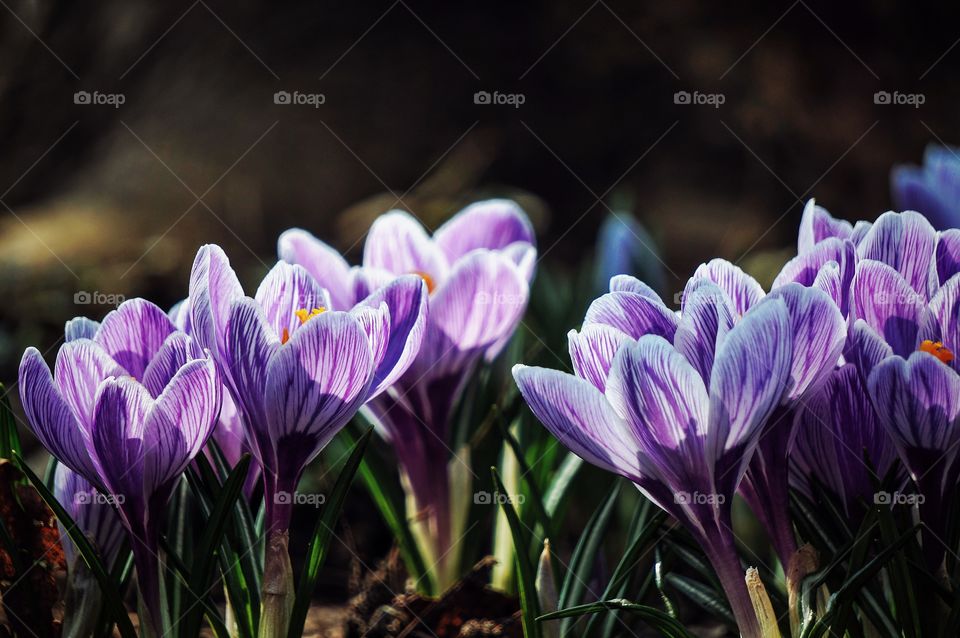 Spring flowers