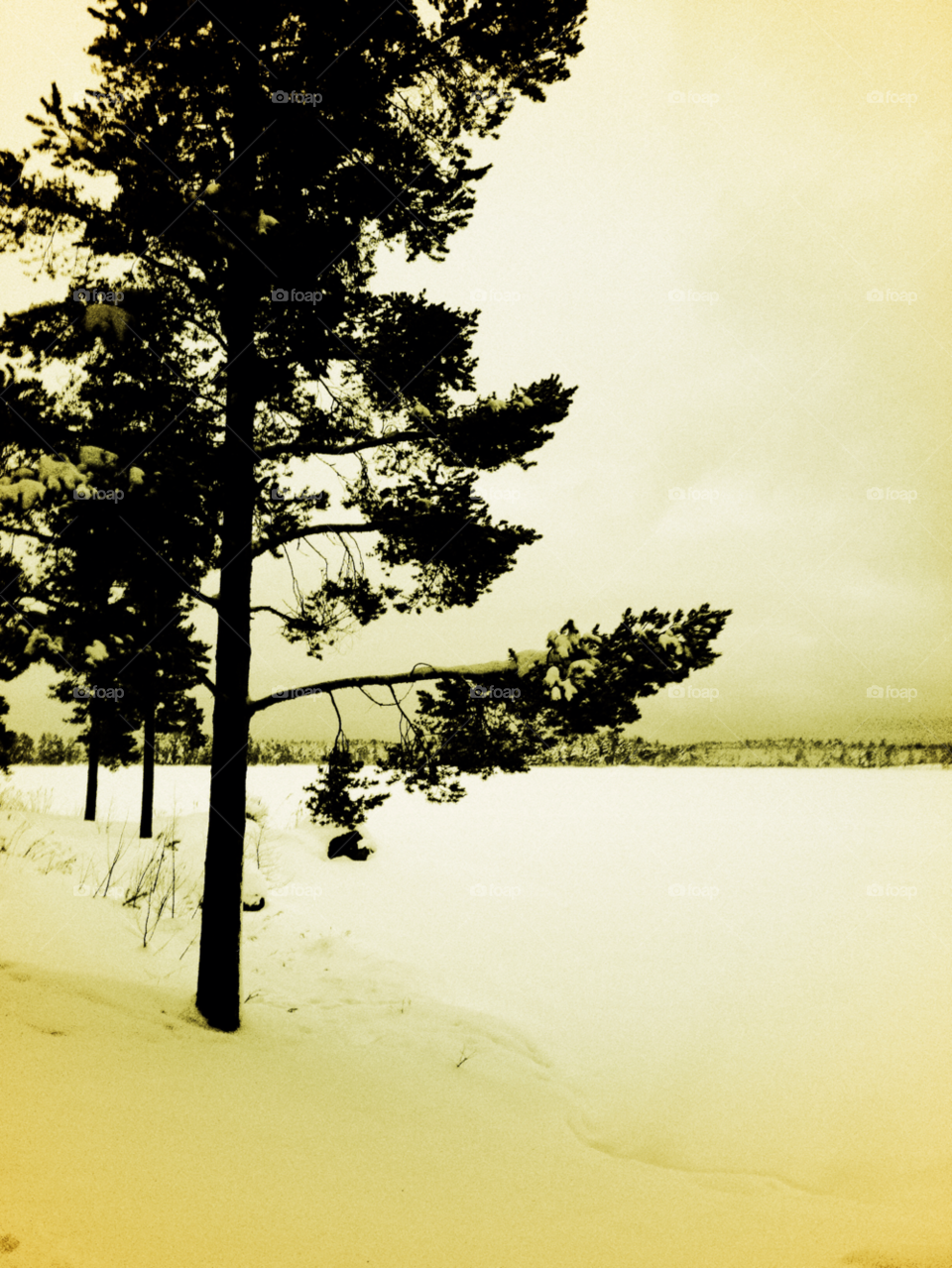 snow winter tree pine by carina71