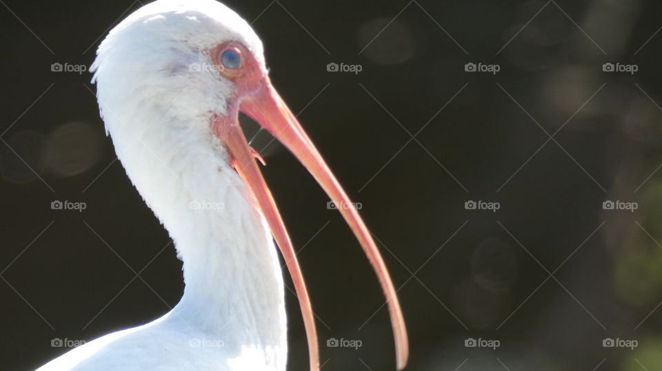 ibis with open beak